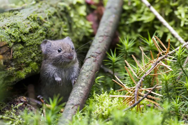 Деревянная мышь на природе — стоковое фото