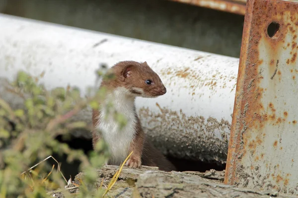 Weasel sai do abrigo — Fotografia de Stock