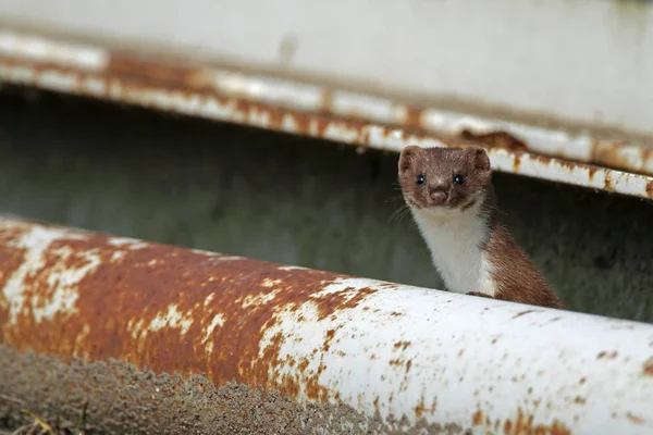 Weasel comes out the shelter — Stock Photo, Image