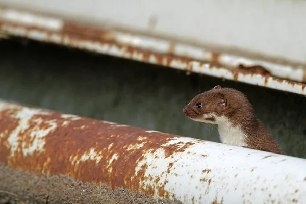 Weasel comes out the shelter — Stock Photo, Image