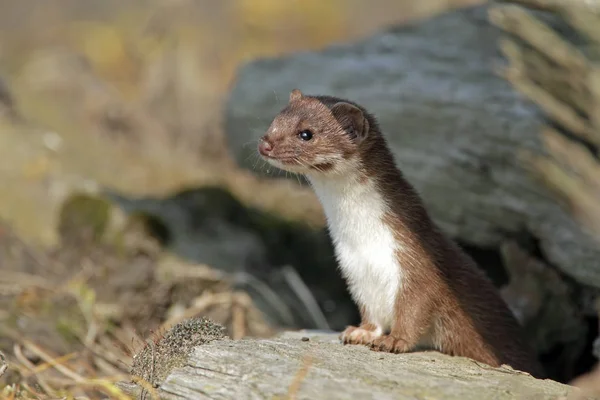 Weasel sai do abrigo — Fotografia de Stock