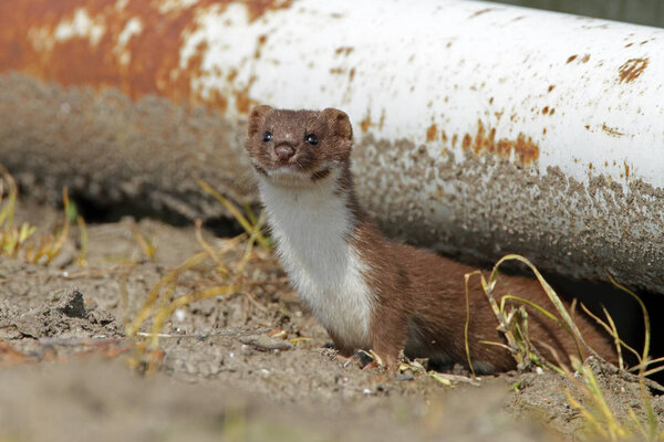 Ласка выходит из укрытия.

