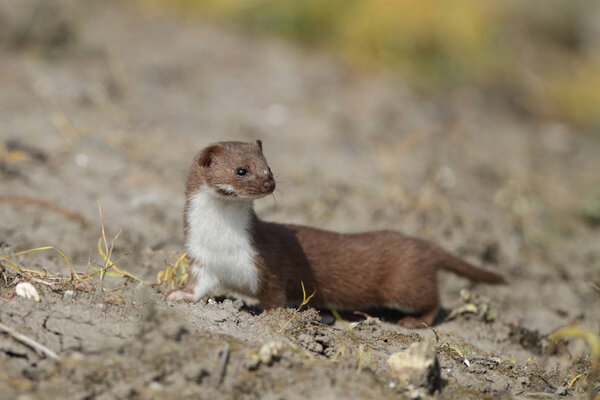 Weasel comes out the shelter