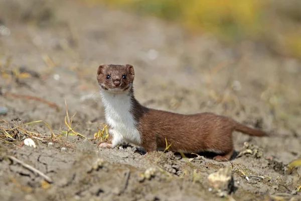 Weasel comes out the shelter — Stock Photo, Image