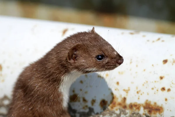 Weasel sai do abrigo — Fotografia de Stock