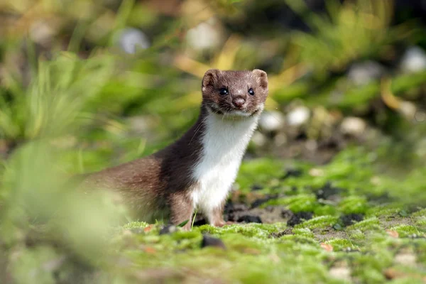 Weasel sai do abrigo — Fotografia de Stock