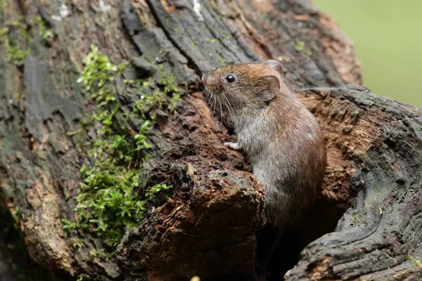 Souris en bois sur la nature — Photo