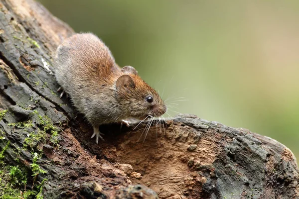 Rato de madeira na natureza — Fotografia de Stock