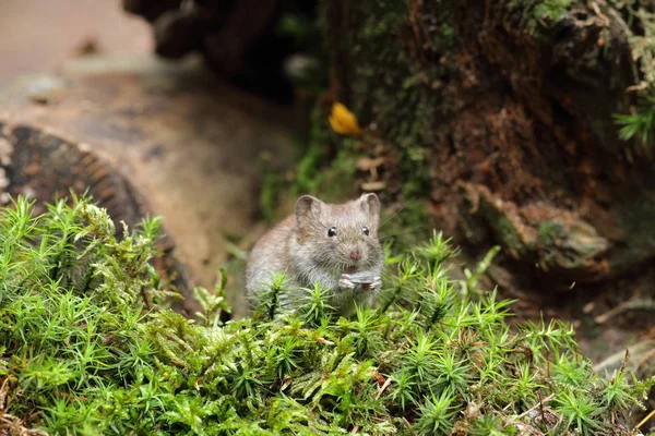 Wood Mouse on nature — Stock Photo, Image