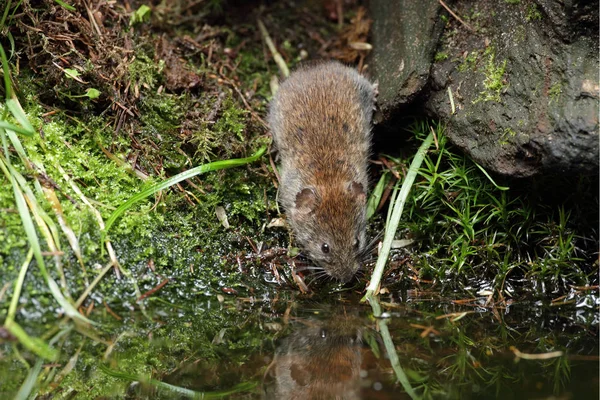 Kayu tikus oleh air — Stok Foto