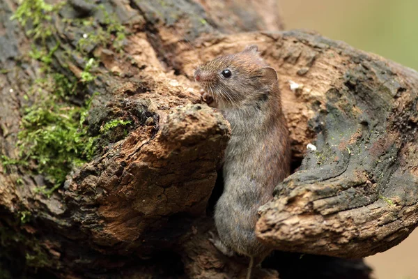 自然の木のマウス — ストック写真