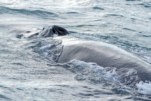 Baleine grise à la longue plage — Photo