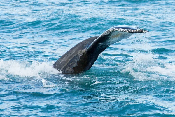 Baleine grise à la longue plage — Photo