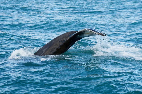 Grey whale at long beach — Stock Photo, Image