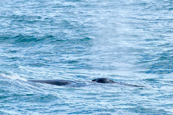 Baleia cinzenta na longa praia — Fotografia de Stock