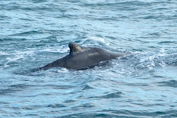 Baleia cinzenta na longa praia — Fotografia de Stock