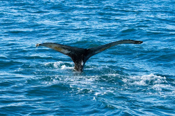 Серый кит на длинном пляже — стоковое фото