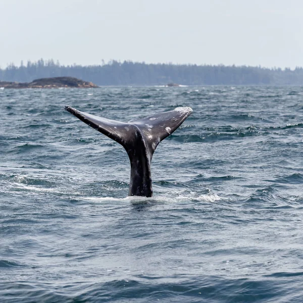 Cola de ballena gris en playa larga — Foto de Stock