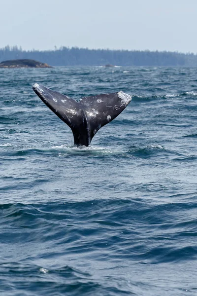 Queue d'une baleine grise sur une longue plage — Photo