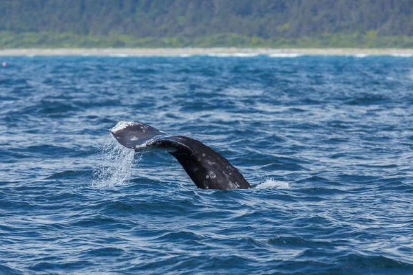 롱 비치에서 회색 고래의 꼬리 — 스톡 사진