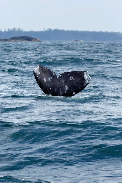 Cola de ballena gris en playa larga — Foto de Stock