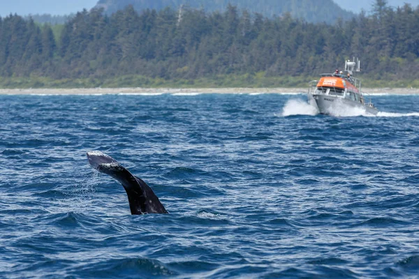 Queue d'une baleine grise sur une longue plage — Photo