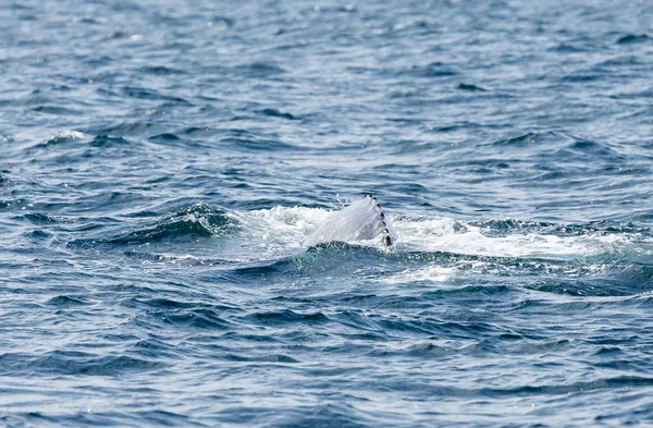 Long Beach egy szürke bálna farka — Stock Fotó