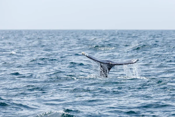 ロングビーチでの灰色のクジラの尾 — ストック写真