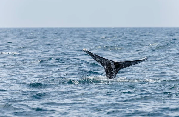 ロングビーチでの灰色のクジラの尾 — ストック写真