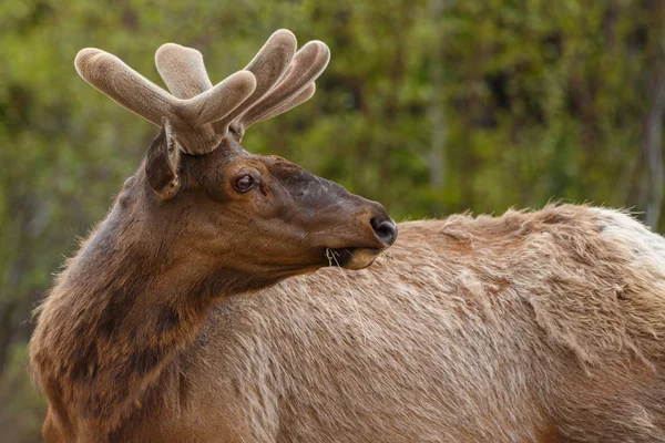 Portret van Elk op aard — Stockfoto