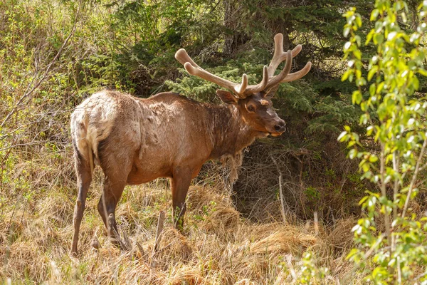Portrait of  Elk on nature — Stock Photo, Image