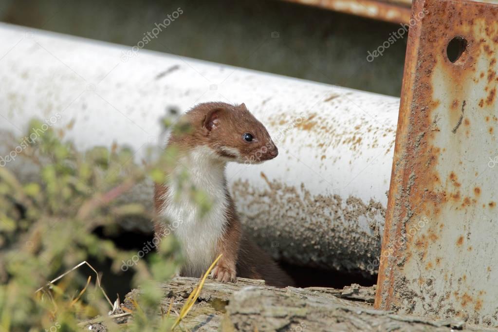 Weasel comes out the shelter