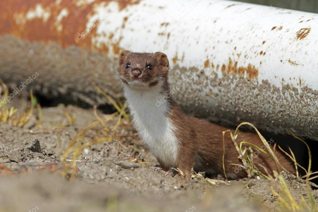 Weasel comes out the shelter