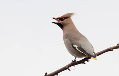 Bir dal üzerinde tünemiş bohem ipekkuyruk