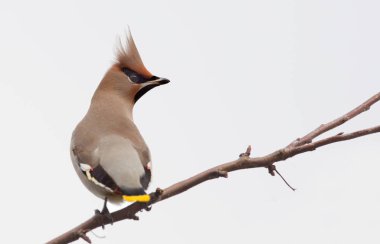 Bir dal üzerinde tünemiş bohem ipekkuyruk
