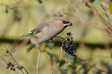 Bohem Waxing, Bombycilla garrulus