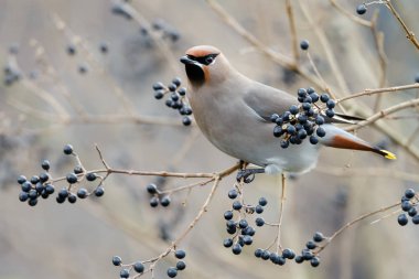 Bohem Waxing, Bombycilla garrulus