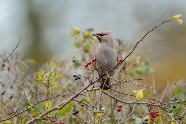 Bohem Waxing, Bombycilla garrulus