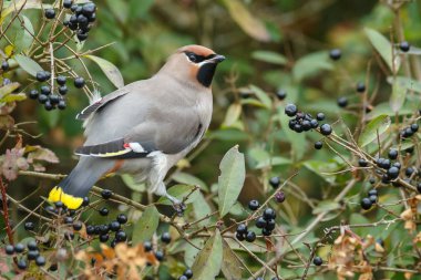 Bohem Waxing, Bombycilla garrulus