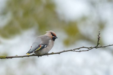 Bohem Waxing, Bombycilla garrulus