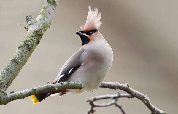 Bohemian Waxwing сидел на веточке — стоковое фото