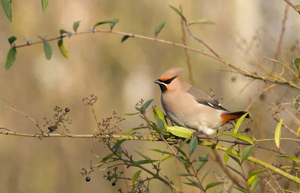 自由奔放なワックス、Bombycilla garrulus — ストック写真