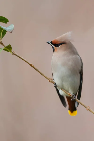 Bohem Waxing, Bombycilla garrulus — Stok fotoğraf