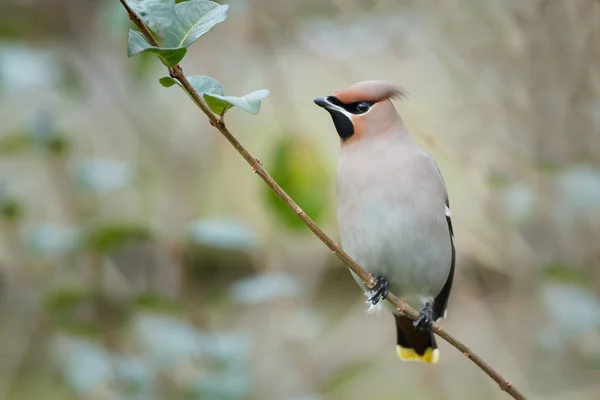 Bohemiska vaxning, Bombycilla garrulus — Stockfoto