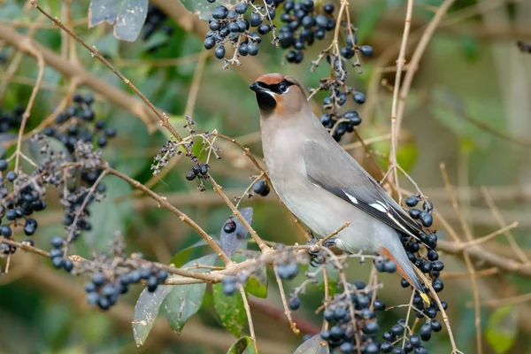 Cera de Bohemia, Bombycilla garrulus —  Fotos de Stock