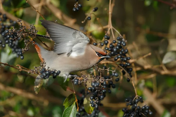 Bohem Waxing, Bombycilla garrulus — Stok fotoğraf