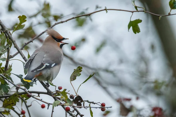 Bøhmisk voksning, Bombycilla garrulus - Stock-foto