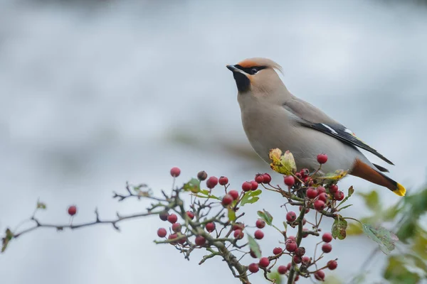 Cire de Bohême, Bombycilla garrulus — Photo