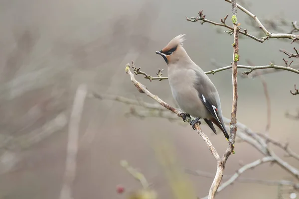 Cire de Bohême, Bombycilla garrulus — Photo