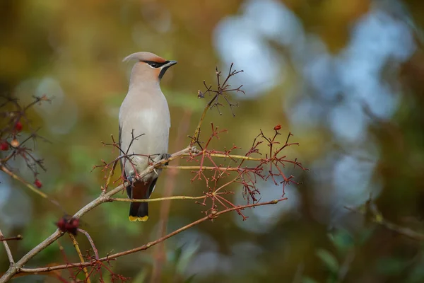 Bohemian Waxwing encaramado en una ramita —  Fotos de Stock